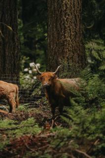 Highland Farms - Your Private Forest Farm - Brightwood - 0