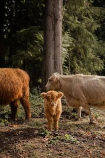 Highland Farms - Your Private Forest Farm - Brightwood - 3