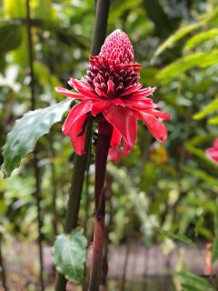 Villa pour 4 à 8 personnes près des plages du Sud & Marina du Marin - Wi-Fi sur demande - 1