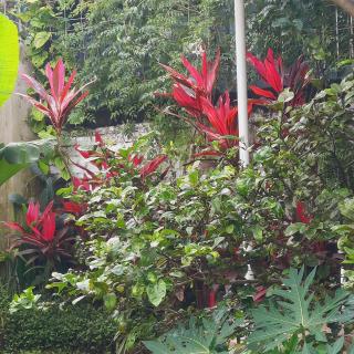 The garden suite - Alajuela - 3