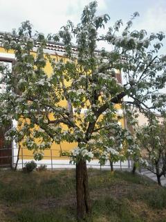 B&B Villa Rosina - Satriano di Lucania - 6