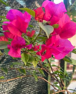 Appartamento il Giardino - Prato - 9