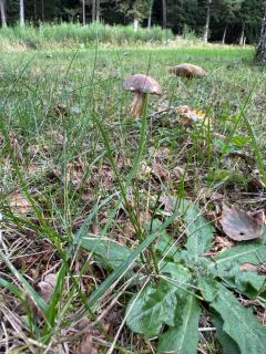 Chalet en pleine nature - - 1