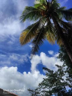Hilton Garden Homestay - Port Blair - 3