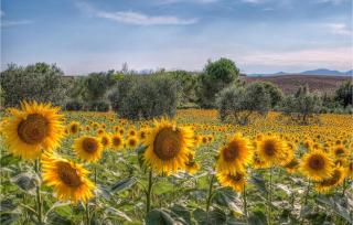 Country House Il Carraio - Orentano - 3