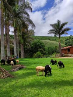 Casa de Fazenda próxima a Poços de Caldas - 5