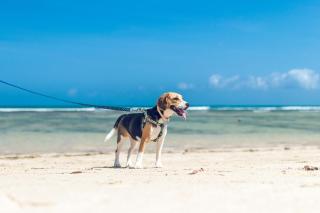 Classic Beach House on Surfside - Pet Friendly - Pottsville - 1