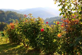 Panorama View - - 8