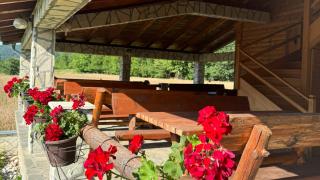 Forest Camp - Despotovac - 1