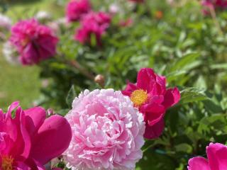 4 person holiday home in Ånimskog - 4