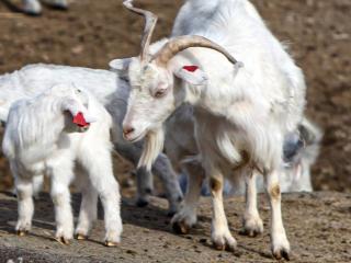 7 person holiday home in lyngdal - 3