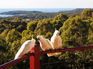 Bundle Hill Cottages - Bawley Point - 8