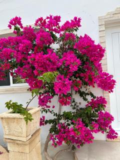 Villa Alfredo Marchetti 13B - 4