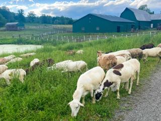 Working Goat Farm - Updated Clinton Corners Home! - Clinton Corners - 8