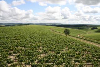 Maison des 7 lieux - Chablis - 9