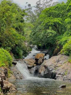 Wetlands Wayanad Pool Resort with Natural Waterfalls - Padinjarathara - 9
