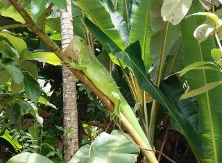 El Gecko Hotel & Tours - Paquera - 5