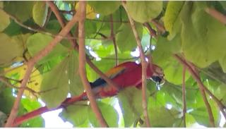 El Gecko Hotel & Tours - Paquera - 2
