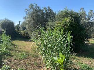 Casina Le Rondini - 5