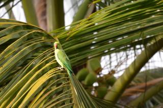PureGreen Villa - Tangalle - 9