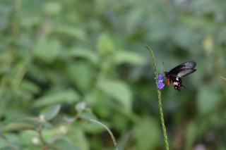 donPadris Estate Bungalow - 6