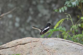 donPadris Estate Bungalow - 4