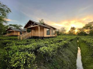 The Postcard in the Durrung Tea Estate, Assam - Tezpur - 2