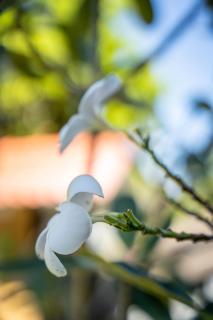 Hasthri Boutique Red Chalet in Ahangama with pool Near Beach - 4