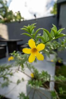 Hasthri Boutique Blue Apartment in Ahangama with pool Near Beach - Ahangama - 5