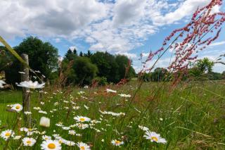Chambre d'hôte La Haye d'Armor, Western - 2