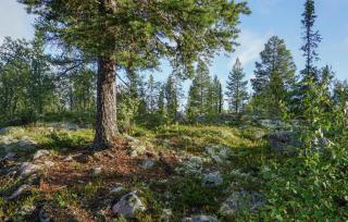 Gorgeous Home In Rendalen With Sauna - Rendalen - 2