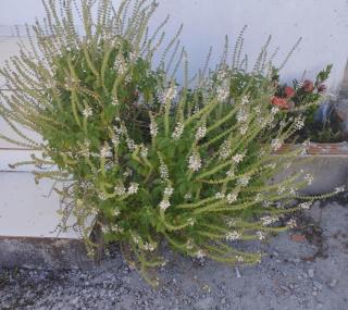 Sargi II - casa de veraneio - 5