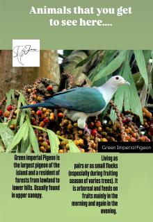 Jays Holiday Resort - Habarana - 8