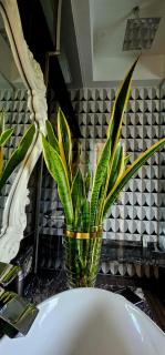 Loft tropical - Salvador - 8