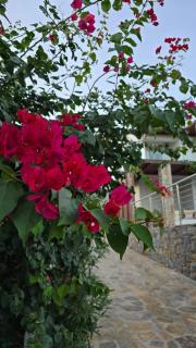 Elounda Spa Villa Crete - Ultimate Luxury Resort - Elounda - 4