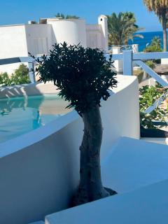 Sunset Deluxe Villa and Studios - Paphos - 4