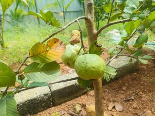 Guava Casa Farm House - Alleppey - 6