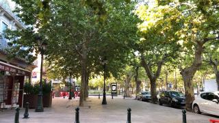 Les Platanes du centre ville - 8