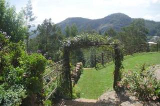 Stumpfields - Ooty - 1