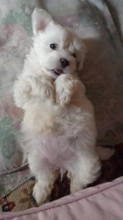 B&B Mirna - Piccolo Appartamento - 4