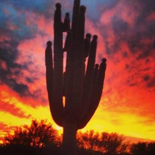 Serene & Secluded - Heart of the Sonoran Desert Bunkhouse Casita - Scottsdale - 7