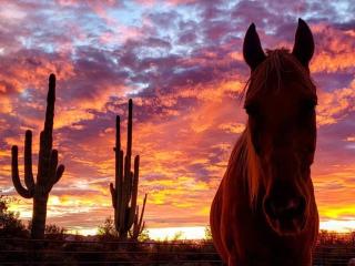 Serene & Secluded - Heart of the Sonoran Desert Bunkhouse Casita - Scottsdale - 6