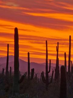 Serene & Secluded - Heart of the Sonoran Desert Bunkhouse Casita - 2