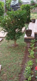 Ketut House - Amed - 6