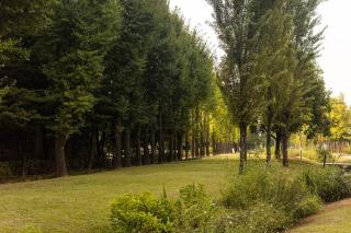 Comfy Leafy in Yeonnam - Seul - 6