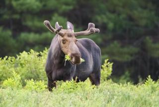 Cozens Pointe I-101 condo - 4