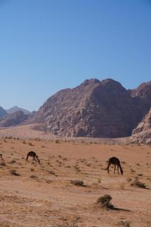 Bedouin cave wadi rum campsite - Wadi Rum - 3