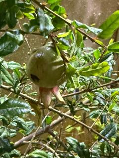 شالية السحاب - 6