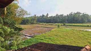 Bali Golden - Galle - 3