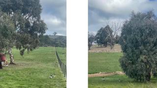 BrinCole - Bonnie Doon - 4